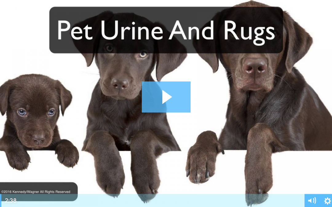 Pet Urine and Rugs